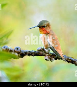 rufous hummingbird   feeder stock photo alamy