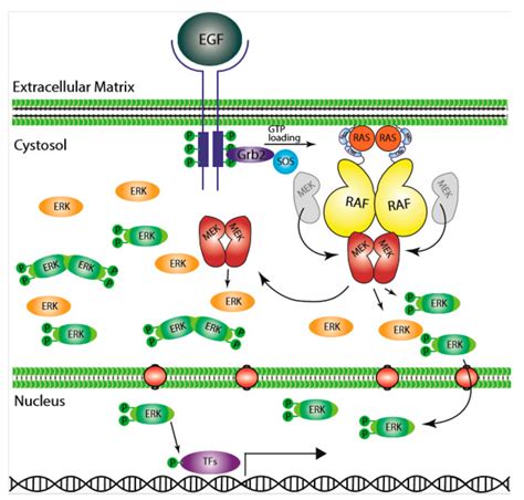 Cells Free Full Text Targeting Aberrant Rasrafmekerk Signaling