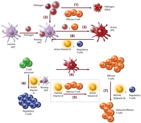 A Schematic Representation Of Adaptive Immune Responses In Terms Of Download Scientific Diagram