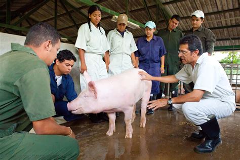 Porcicultores Impulsan Creaci N De Primera Escuela T Cnica Para El