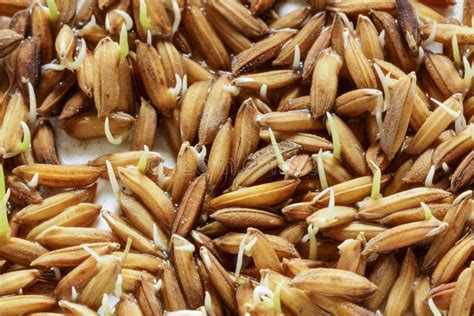 Seed Germinationseedlings Rice Plant Stock Photo Image Of Rice