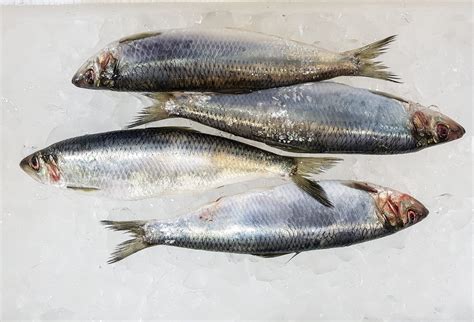 herrings recipes 8