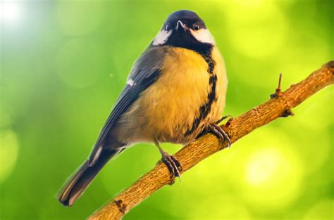 Bird Free Stock Photo - Public Domain Pictures