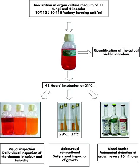 Efficiency Of Blood Culture Bottles For The Fungal Sterility Testing Of