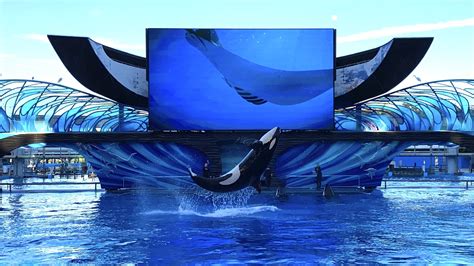 Orca Encounter Makes a Splash at SeaWorld Orlando