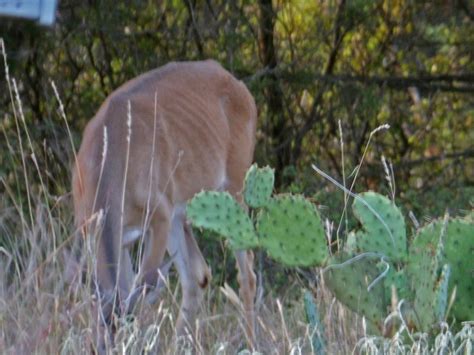Hot Weather And No Rain Bowhunting Net