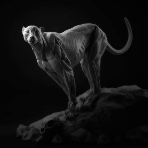 Cheetah Anatomy Study 02 | Feline anatomy, Anatomy sculpture, Pet portraits