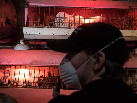 Police Remove Protesters From Abbotsford Hog Farm Allegedly Shown In