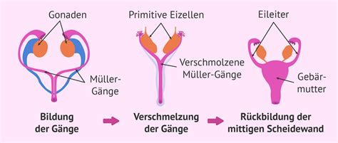 Bildung Der M Ller G Nge Invitra