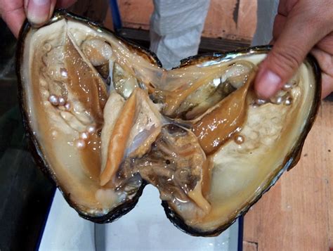 Образуване на перлите и техните видове | Кристина Арт- бижута от ...