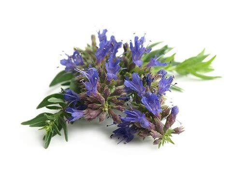 Hyssop — Sources Health Benefits Nutrients Uses And Constituents At