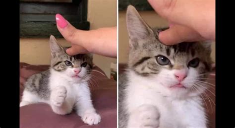 10 таких злющих котов, что без вкусняшек к ним и близко не подойдёшь