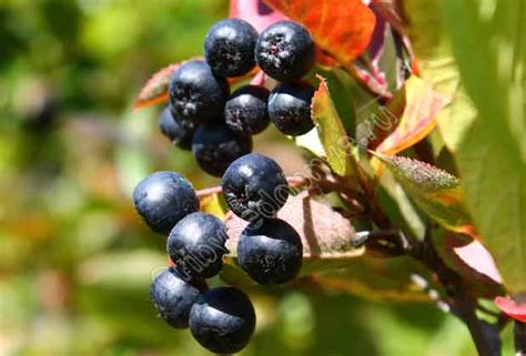 Рябина черноплодная / Съедобные грибы, ягоды, травы