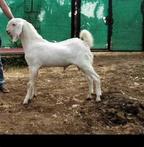 Male White Sojat Goat Kid Eid Purpose 25 35 At Rs 450 Kg In Nashik