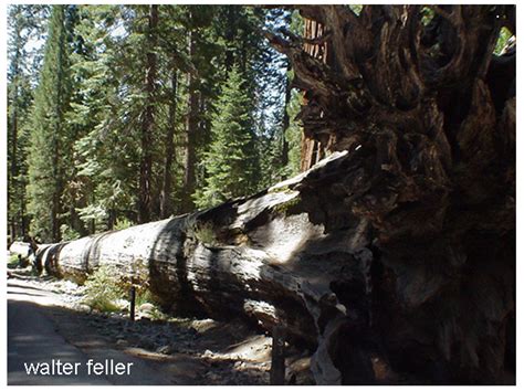 Giant Sequoias Mariposa Grove - Yosemite National Park