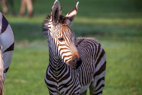 Newborn Zebra Foals Make Savanna Debut at Disney’s Animal Kingdom ...