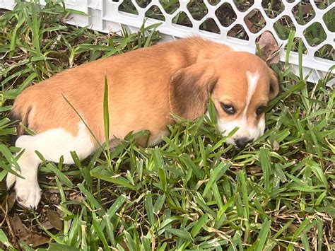 Beagle Puppies For Sale In Florida