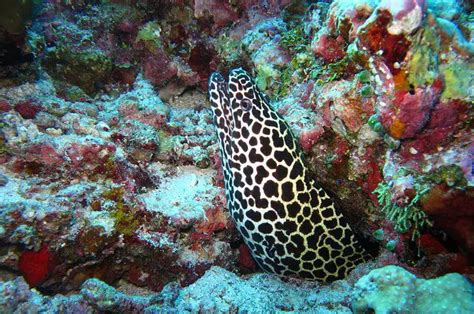Moray Eel - Description, Habitat, Image, Diet, and Interesting Facts