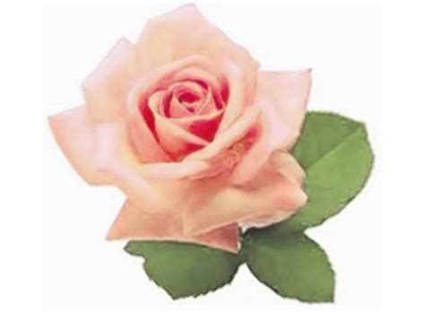 Ann Cameron Obituary 2021 Legacy Remembers