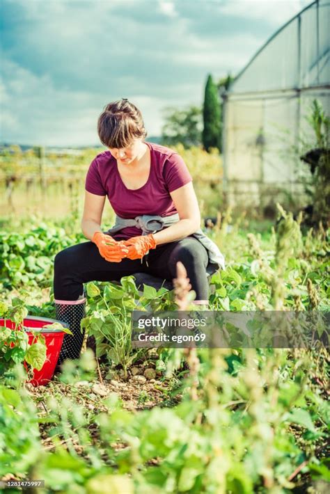 Harvesting Fresh Green Beans In The Field High-Res Stock Photo - Getty ...