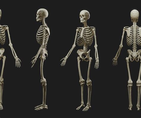 Artstation Human Male Skeleton Sculpt V2 Resources