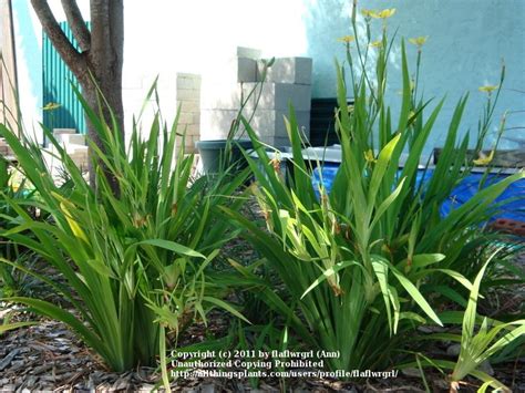 Photo Of The Entire Plant Of Yellow Walking Iris Trimezia Lonolia Posted By Flaflwrgrl