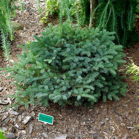 Ель Соня (Фото) - treepics.ru