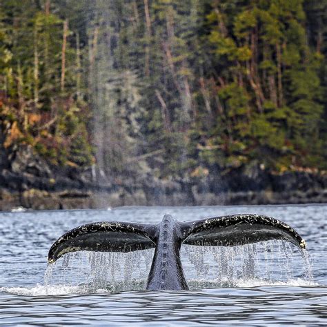 Sitka Expeditions | Family Friendly Wildlife Cruises | ALASKA.ORG