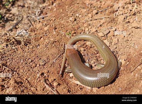 Western Redtail Skink Gilberts Skink Lizard San Diego County
