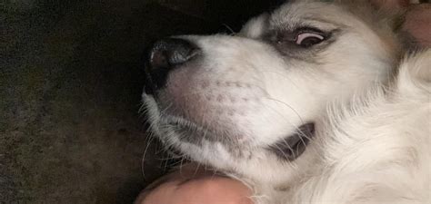 Sad Tik Toks 😭 Rgreatpyrenees