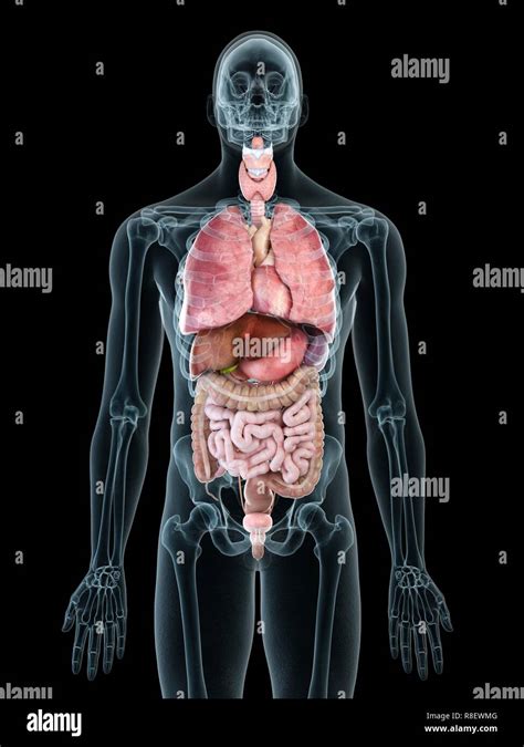 Male Internal Organs Anatomy - Pin On Human Anatomy Picture, See male ...