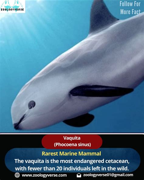 vaquita  population vaquita animal zazfee