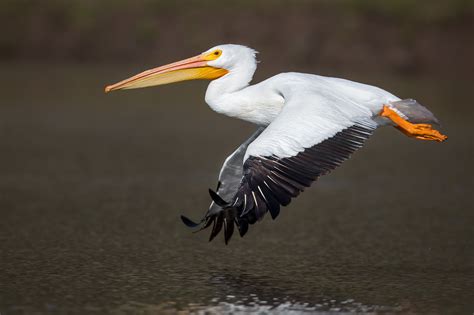 The Great White Pelican