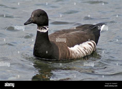 A Brant Goose Flying Over The Puget Sound Showcasing The Species