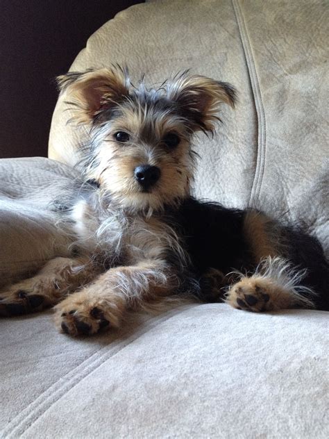 Schnauzer Yorkie Maltese Mix Yorkshire Terrier Dogs For Sale In