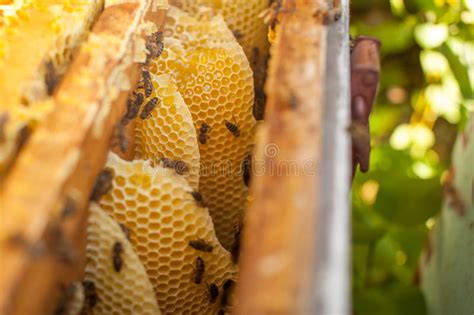 Honeycomb Beehive Frame Raw Honeycomb Frame With Honey Stock Image