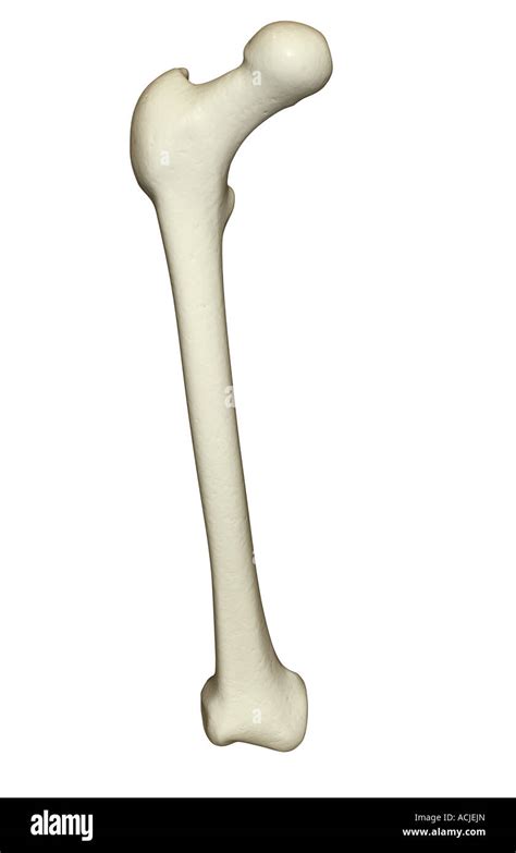 upper femur  res stock photography  images alamy