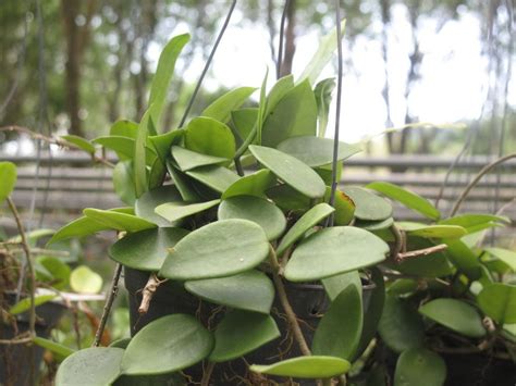 Хойя (восковой плющ): неприхотливая цветущая лиана - HappyModern.RU