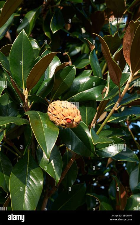 Magnolia grandiflora branch with fruit Stock Photo - Alamy