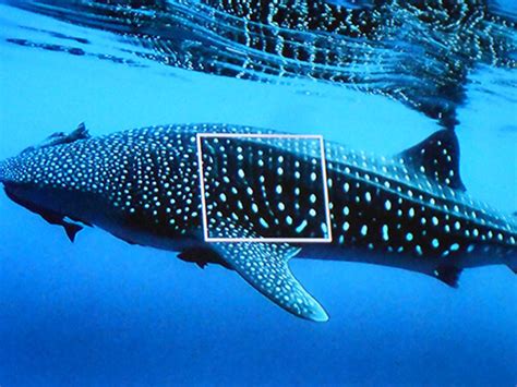 2018 SRI Impact — Shark Research Institute