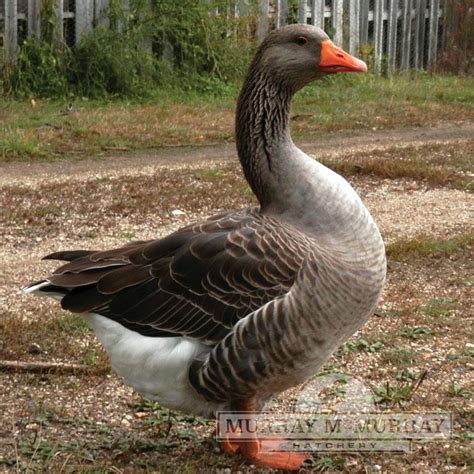 Murray McMurray Hatchery - Toulouse Geese