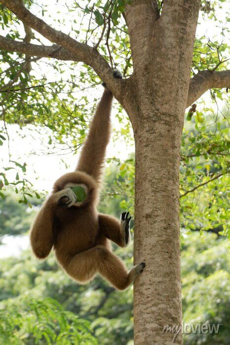 Gibbon à mains blanche dans la forêt équatoriale white handed pinturas