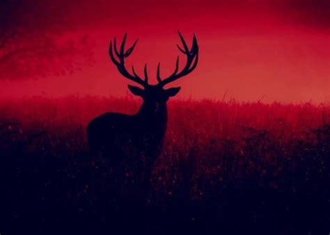 deer believing  bizarre