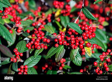 Cotoneaster Franchetii Red Berry Berries Autumn Closeup Selective Focus
