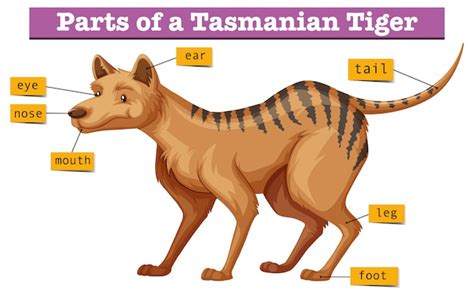 Diagram showing parts of tasmanian tiger Vector | Free Download
