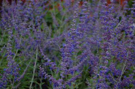 Salvia Blue Spire Pe Ballyrobert Gardens
