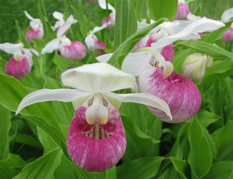 The State Flower For Minnesota Is The Lady S Slipper Flower Outside