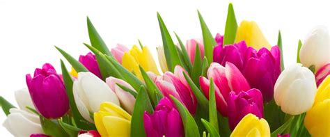 La tulipe, l'éclosion du printemps