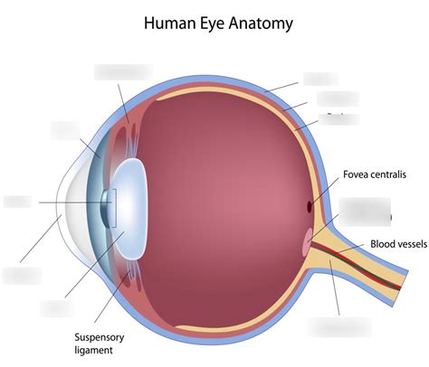 Eye Diagram pt. 2 (ANS206) Diagram | Quizlet