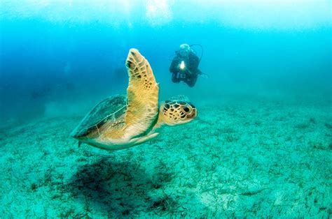 Your Guide To Scuba Diving Turkey Chasing The Donkey